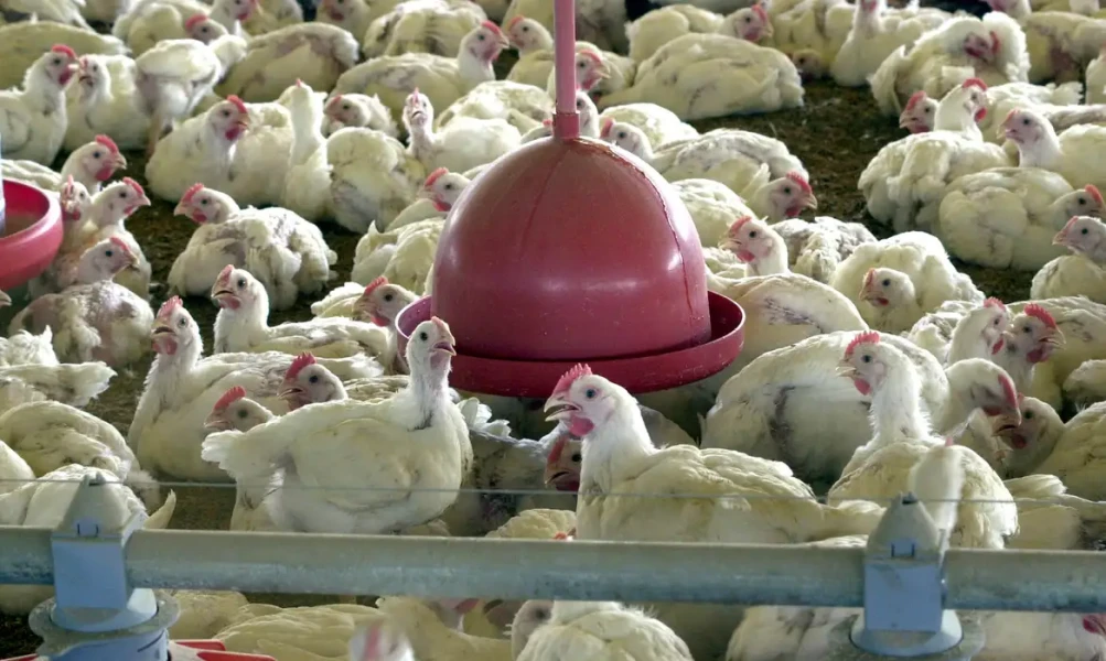 União Europeia reconhece Brasil livre da gripe aviária e retoma exportações de frango